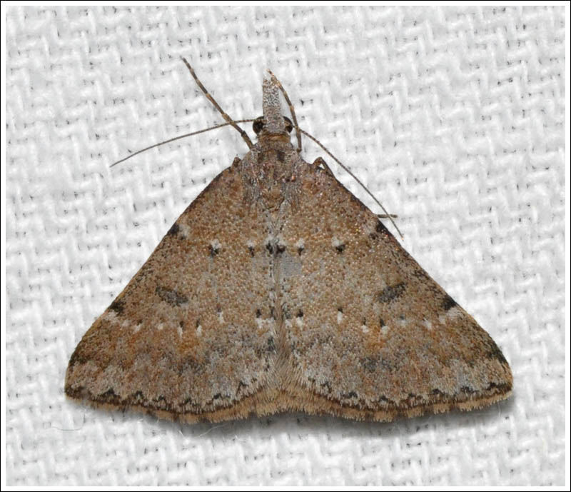 ac025.jpg