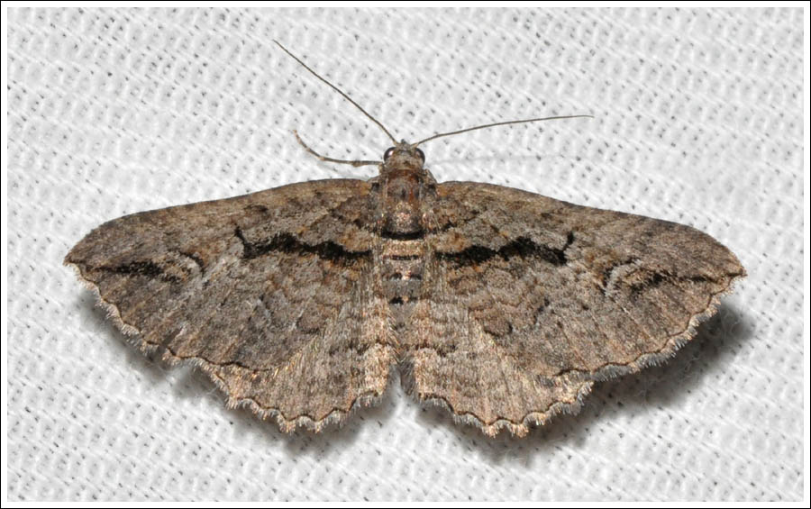 ac026.jpg