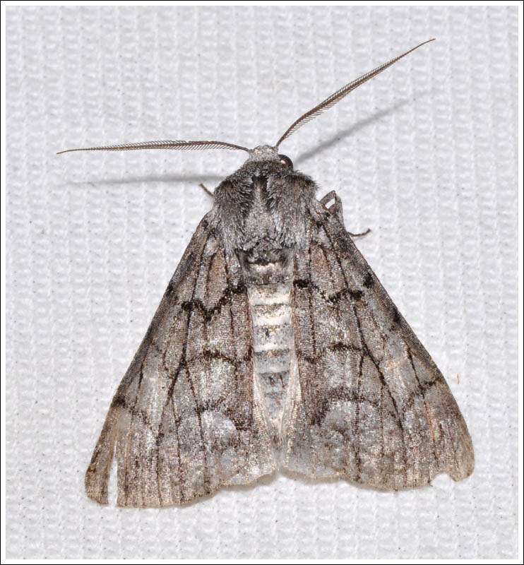 ambb027.jpg