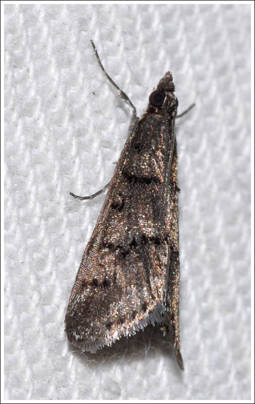 ambb049.jpg