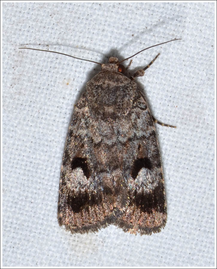 Noctuidae
