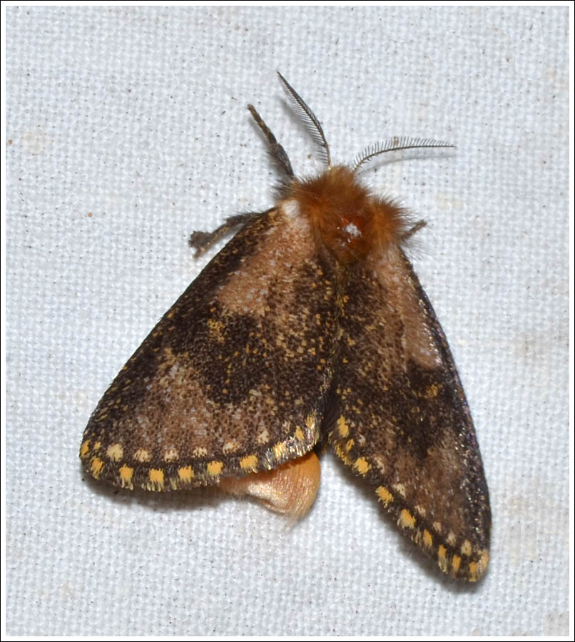amn033.jpg