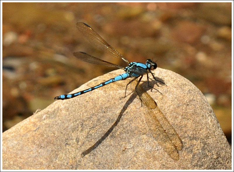 Arrowhead Rockmaster.
Diphlebia nymphoides, male.
