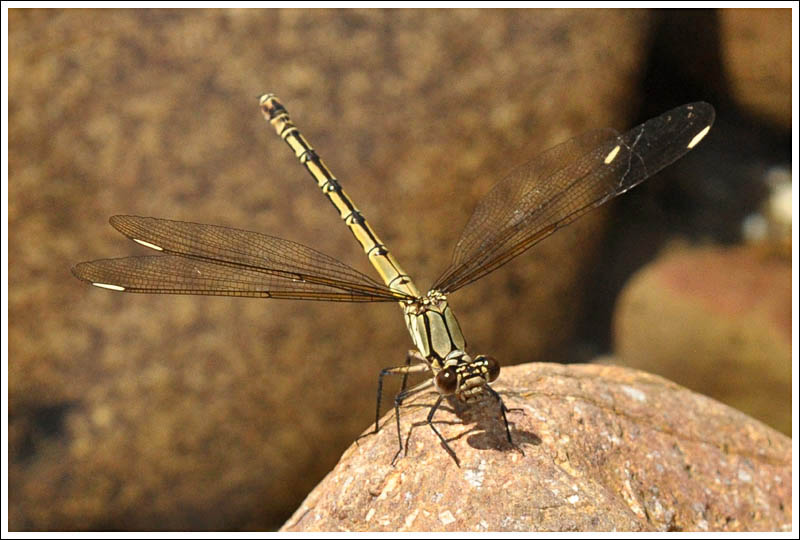 Arrowhead Rockmaster.
Diphlebia nymphoides, female.
