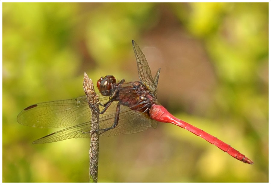 Fiery Skimmer.
Orthetrum villosovittatum, a very southern record.
