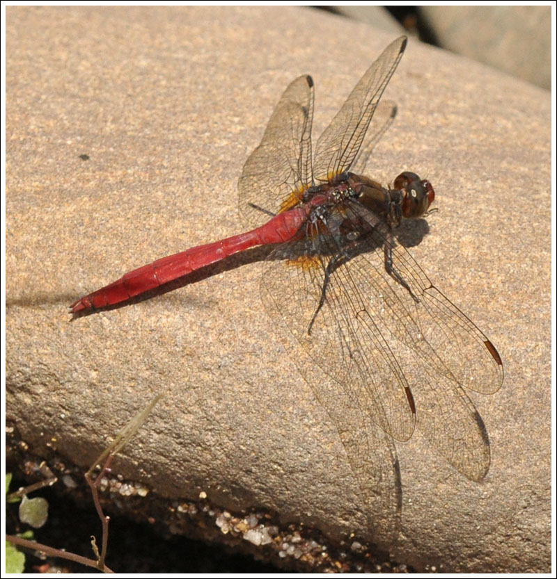 Fiery Skimmer.
Orthetrum villosovittatum, a very southern record.
