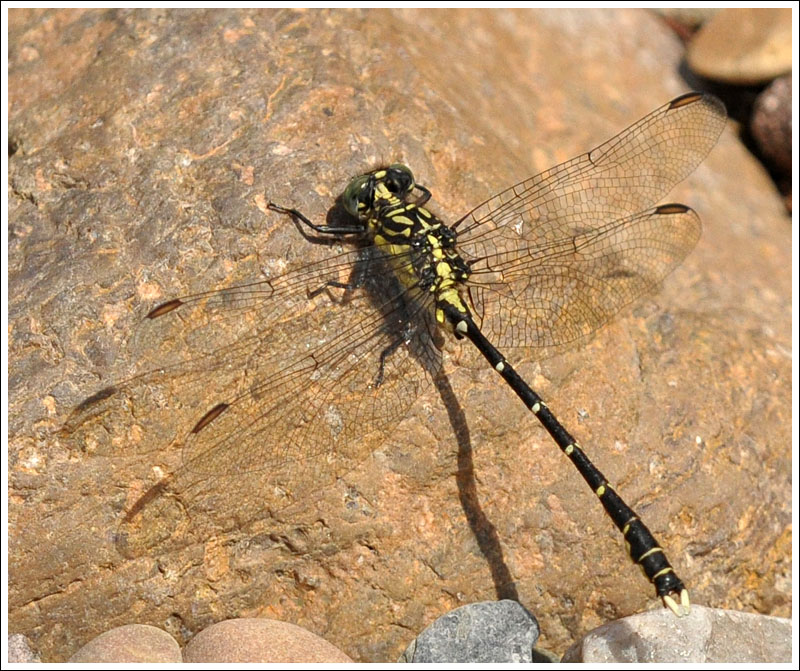 Southern Vicetail.
Hemigomphus gouldii.
