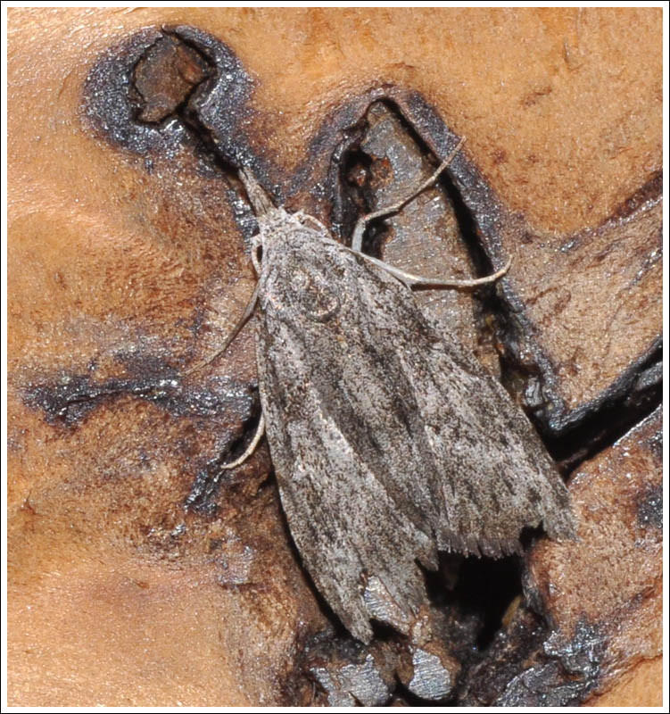bc011.jpg