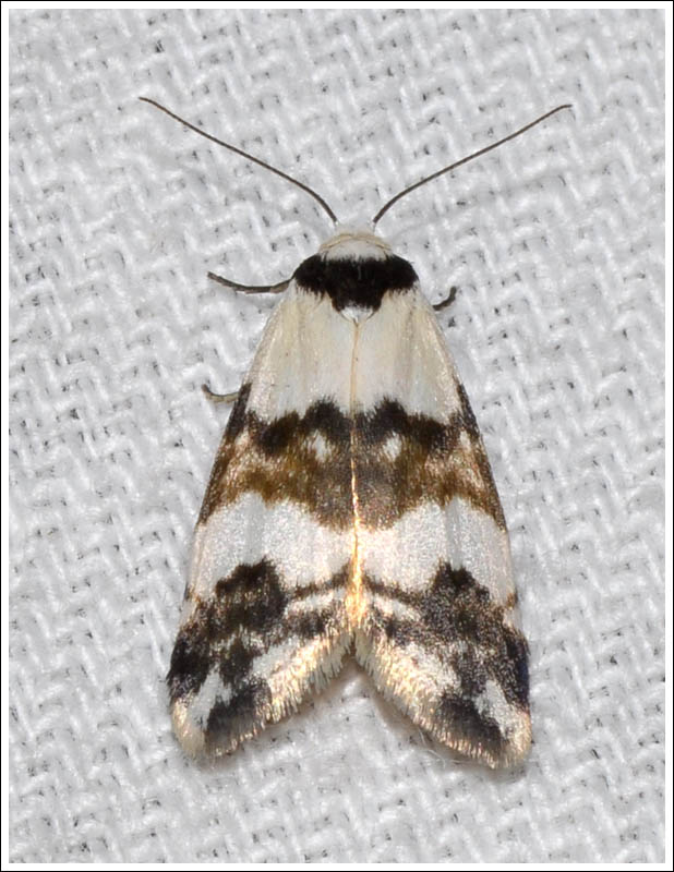 bc011c.jpg