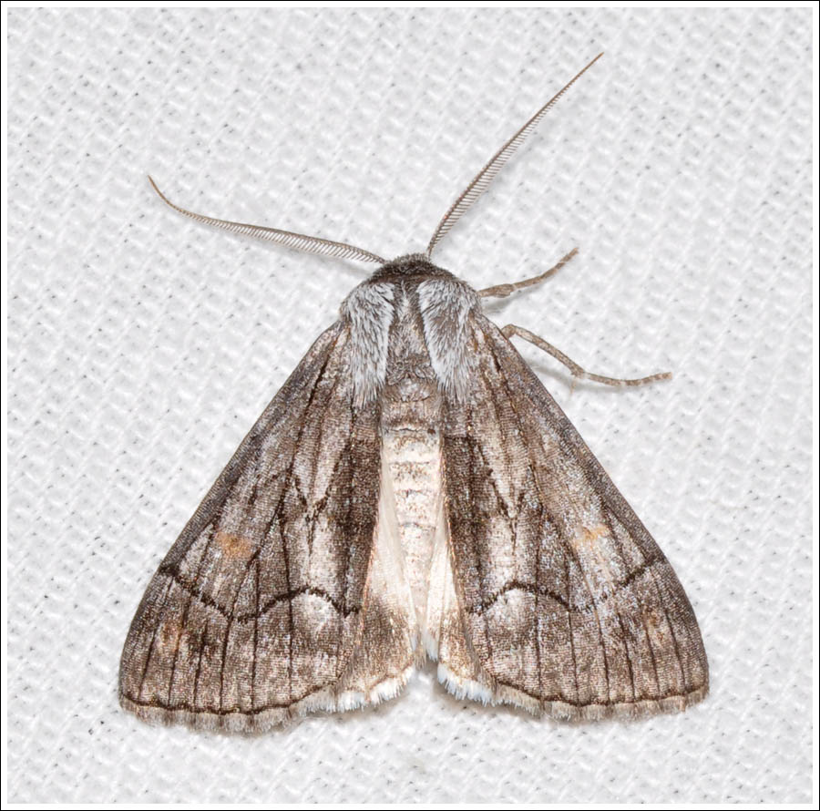 bc023.jpg