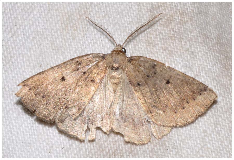 bc028.jpg