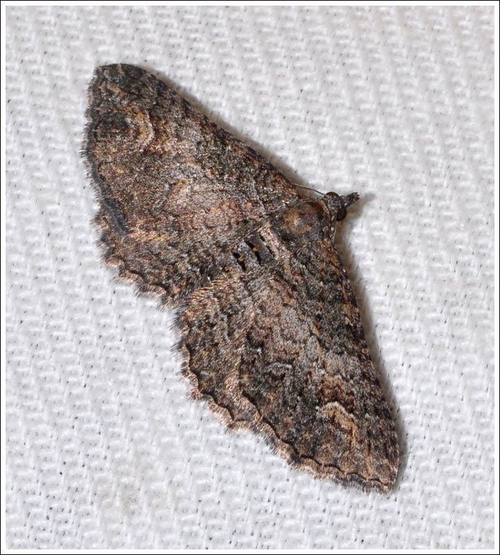 bc041.jpg