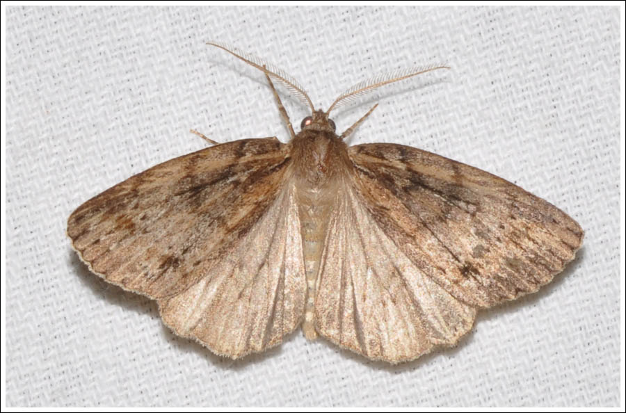 bc043.jpg