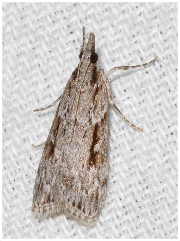 bc049.jpg