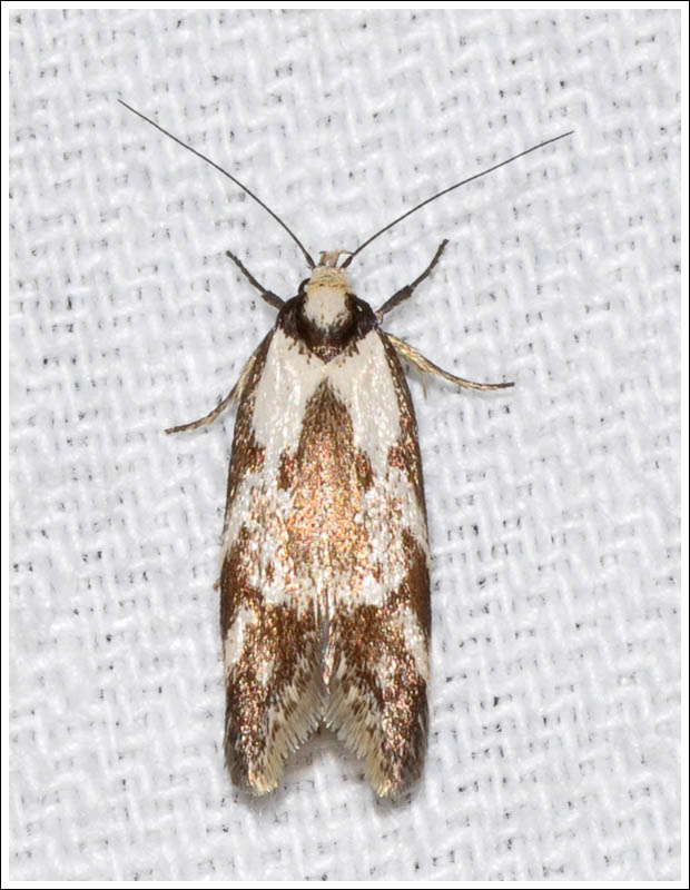 bc051.jpg