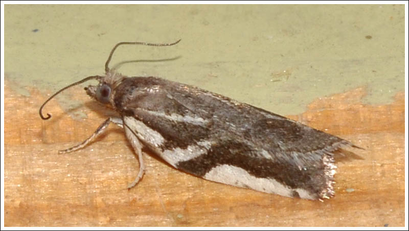 bc059.jpg
