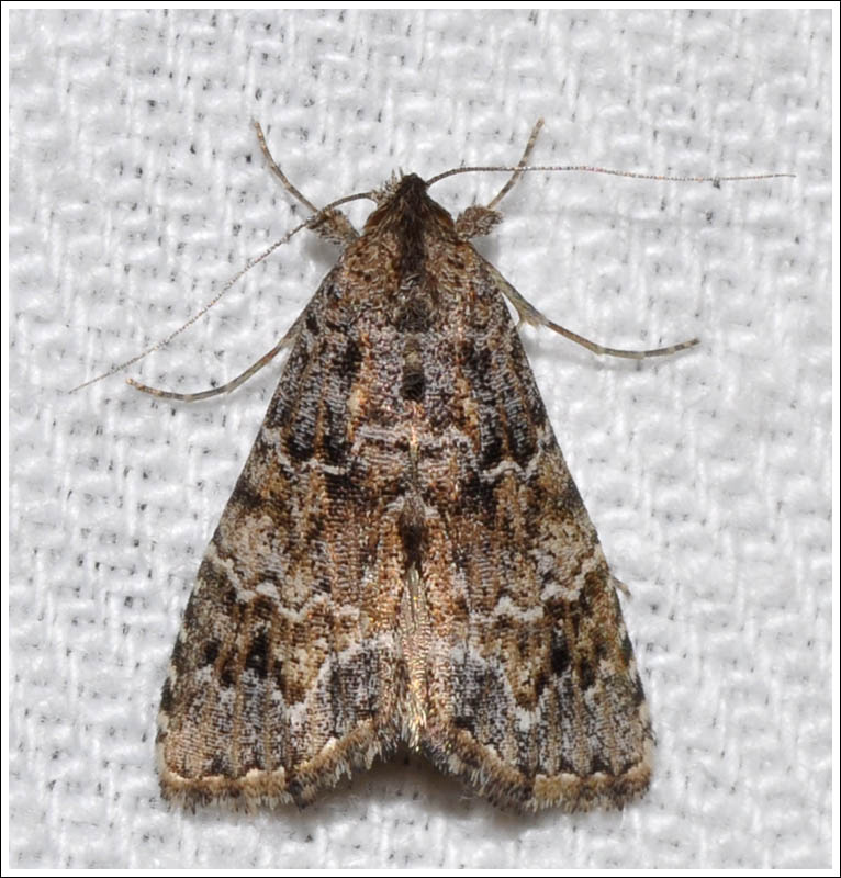 bc062.jpg