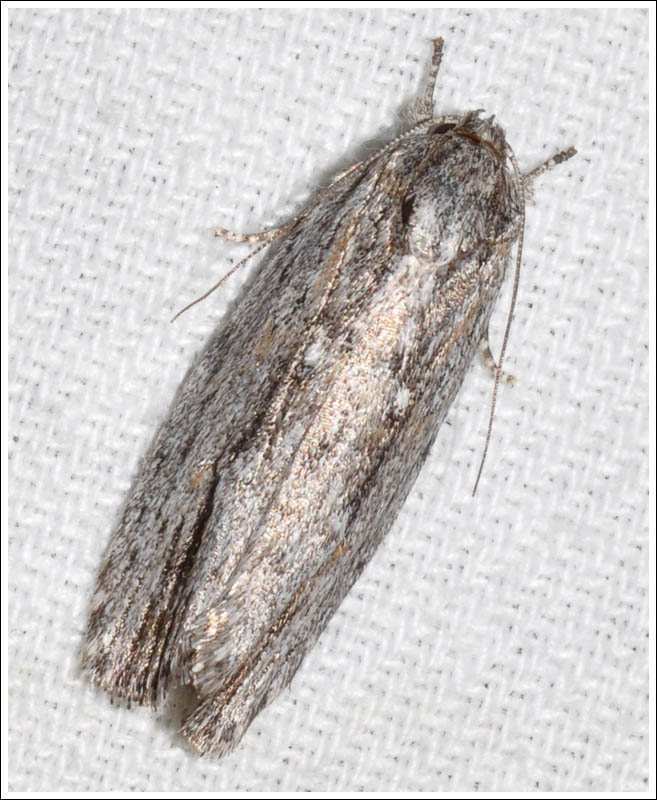 bc064.jpg