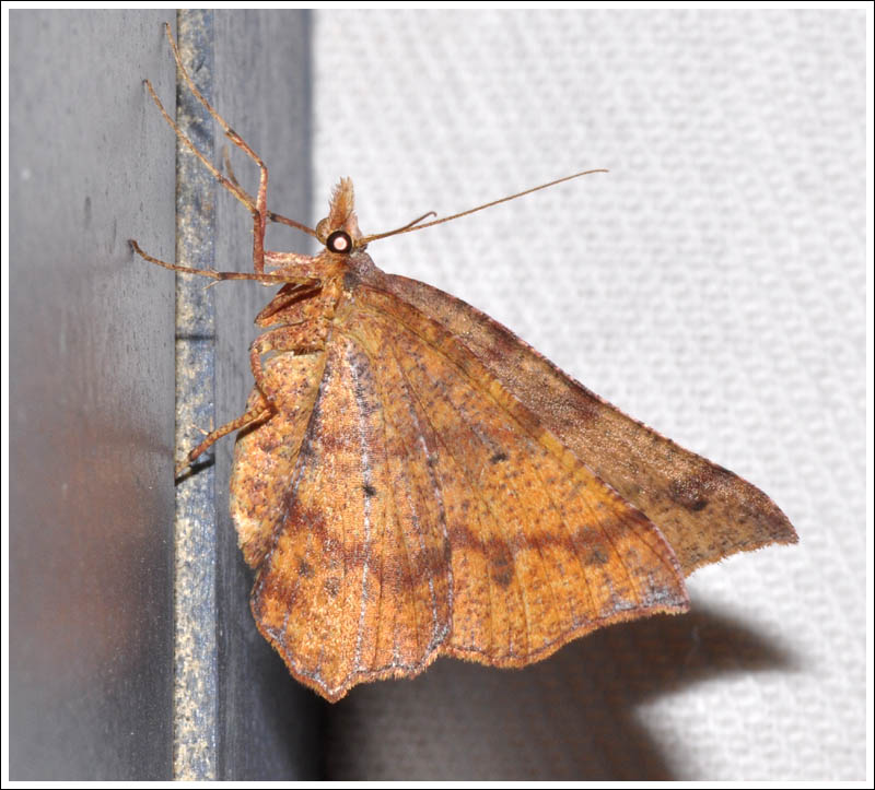 Rhinodia rostraria

