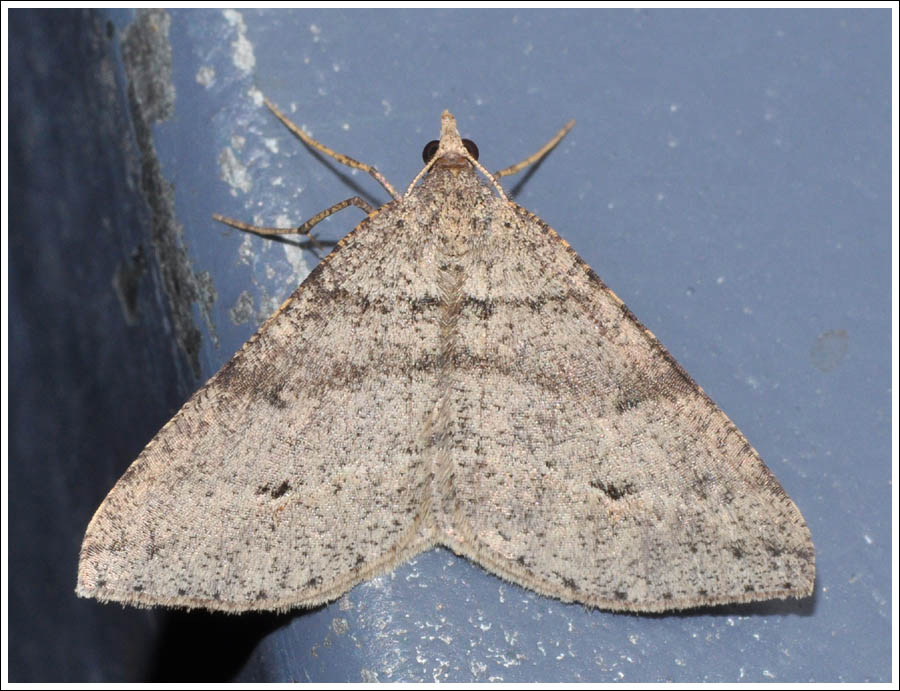 Parosteodes fictiliaria
