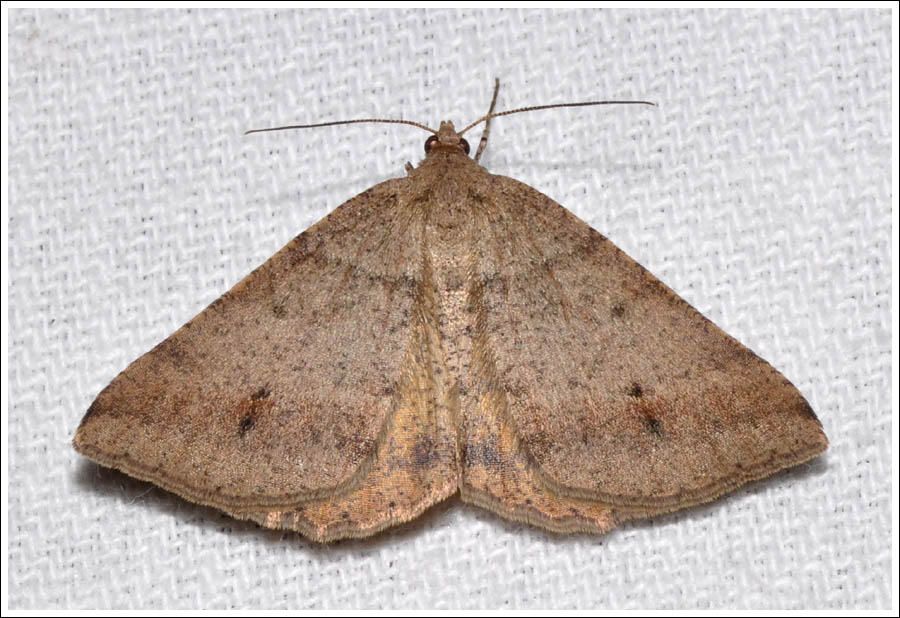 Parosteodes fictiliaria
