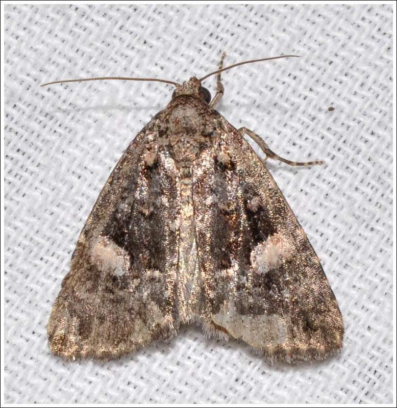 Condica aroana
Noctuidae

