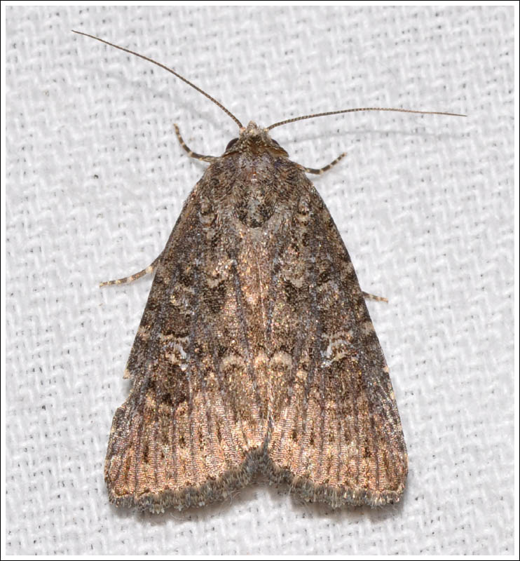 Noctuidae
