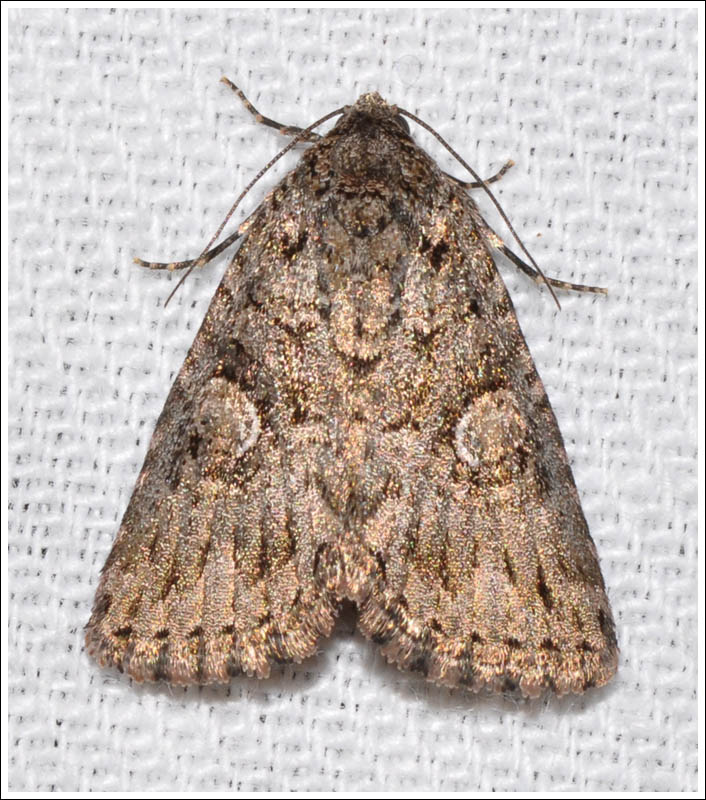 Noctuidae
