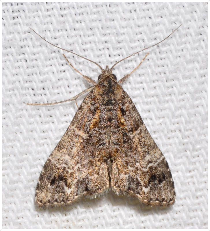  Arrade destituta
Noctuidae

