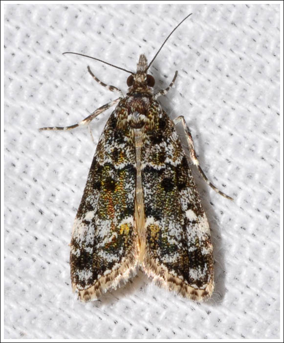  Scoparia protorthra
