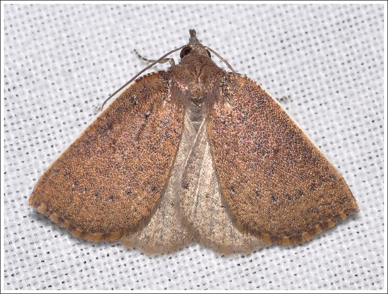 Authaemon stenonipha.
Geometridae,
Ennominae.
