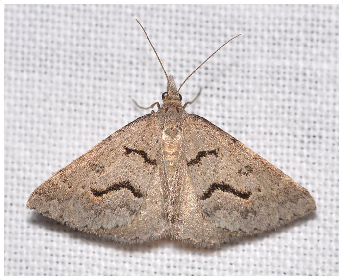 Dichromodes mesogonia
Geometridae, Oenochrominae.
