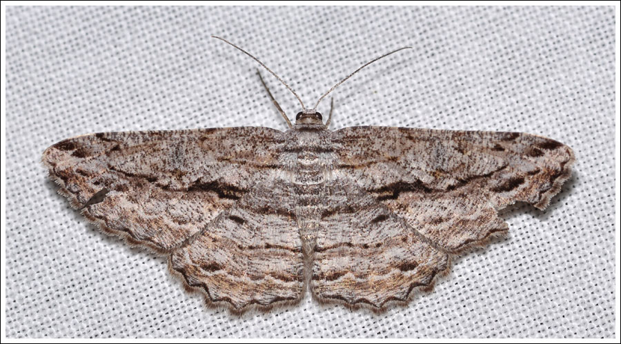 Scioglyptis chionomera.
Geometridae, Ennominae.
