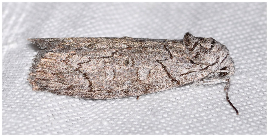 Elesma subglauca.
Grey Elesma.
Nolidae, Nolinae. 
