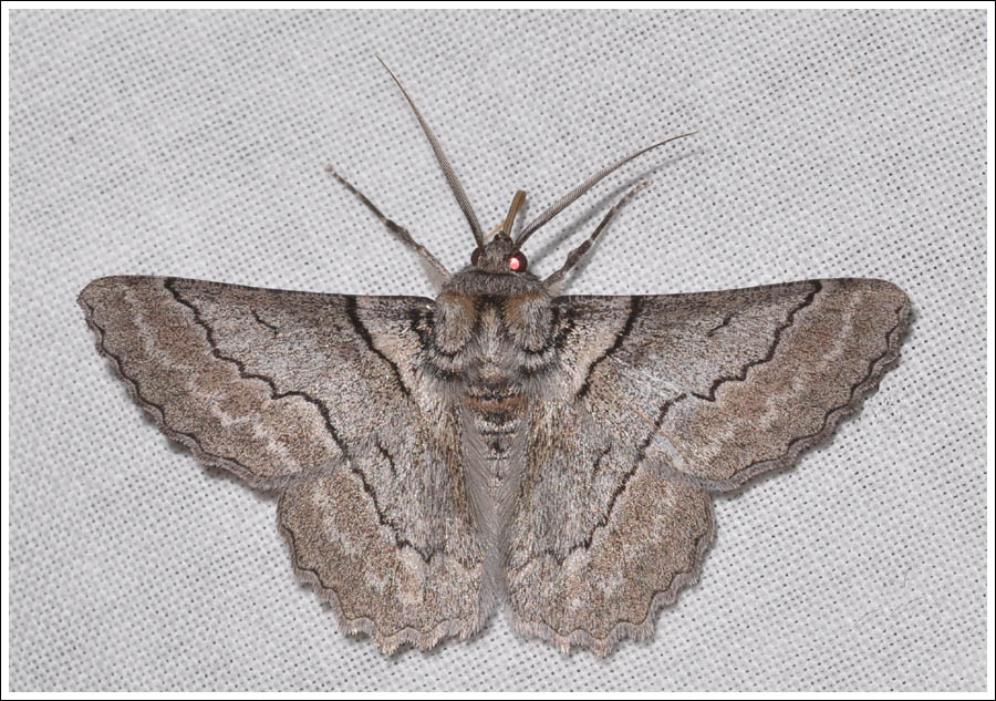 Hypobapta tachyhalotaria.
Geometridae,
Geometrinae.
