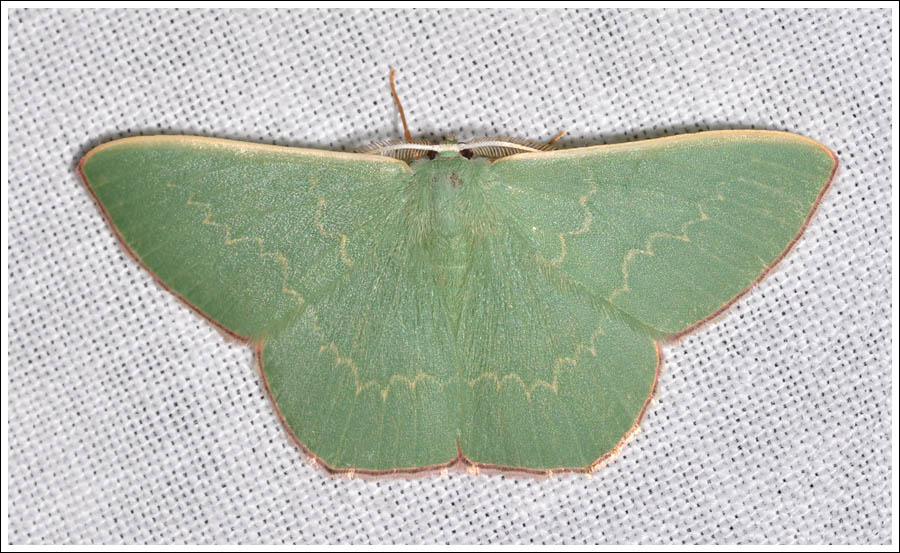  Prasinocyma semicrocea.
Geometridae,
Geometrinae.
