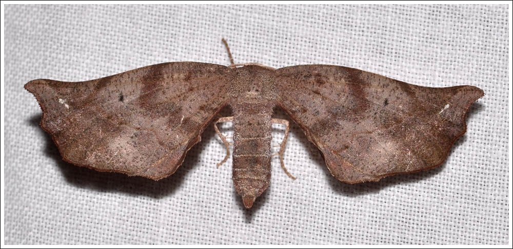  Parepisparis virgatus.
Geometridae, 
Oenochrominae. 
