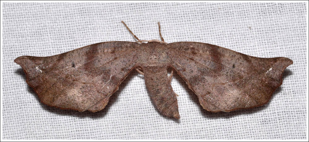  Parepisparis virgatus.
Geometridae,
Oenochrominae.
