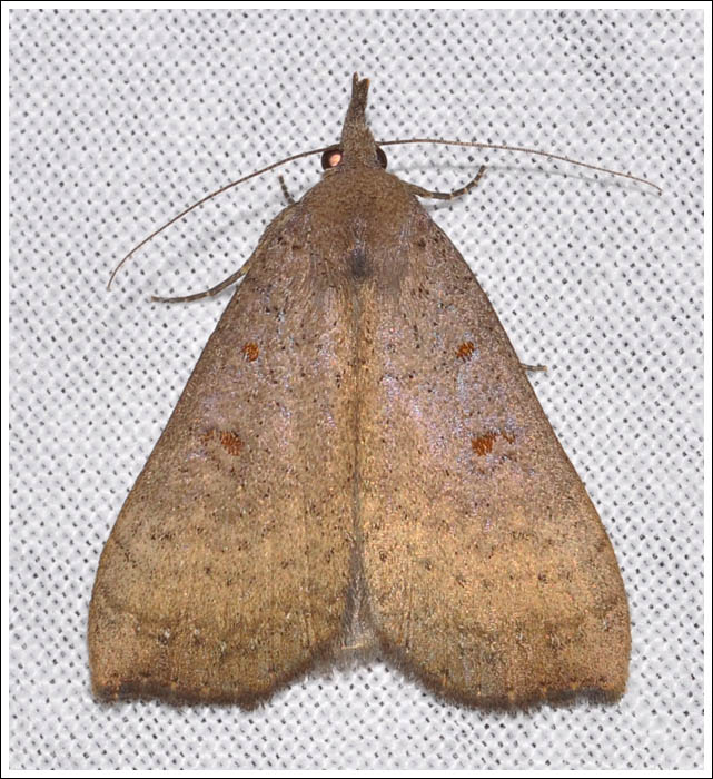 Rhapsa suscitatalis.
Noctuidae,
Catocalinae.
