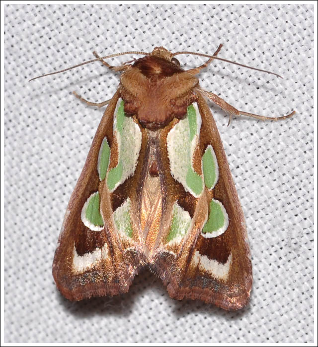 Cosmodes elegans.
Noctuidae.
