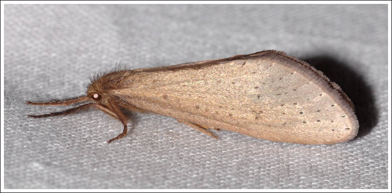 Fraus pteromela.
Hepialidae.
Female.

