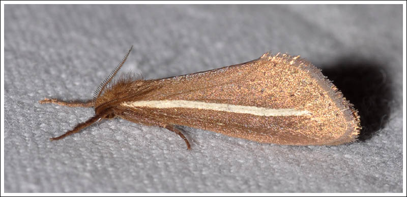 Fraus pteromela.
Hepialidae.
Male.
