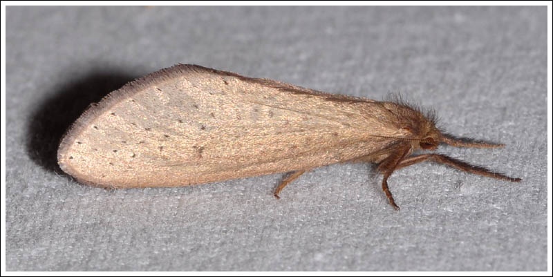 Fraus pteromela.
Hepialidae.
Female.
