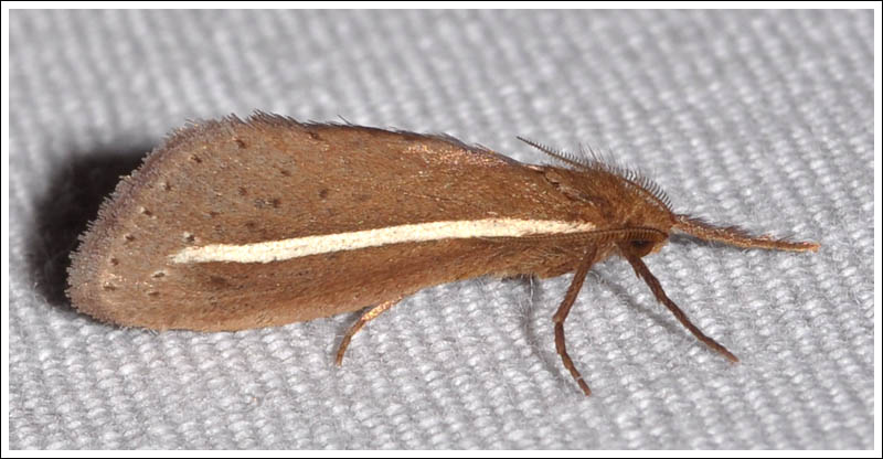 Fraus pteromela.
Hepialidae.
Male.
