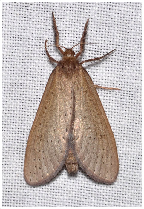 Fraus pteromela.
Hepialidae.
Female.
