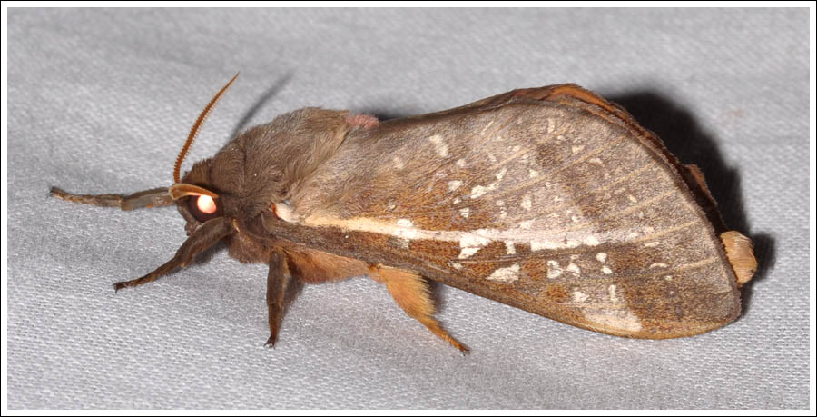 Oxycanus dirempta.
Hepialidae.
