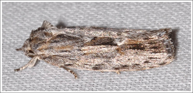 Agriophara confertella.
Oecophoridae,
Stenomatinae.
