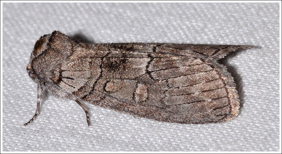 Discophlebia species
Oenosandridae.
