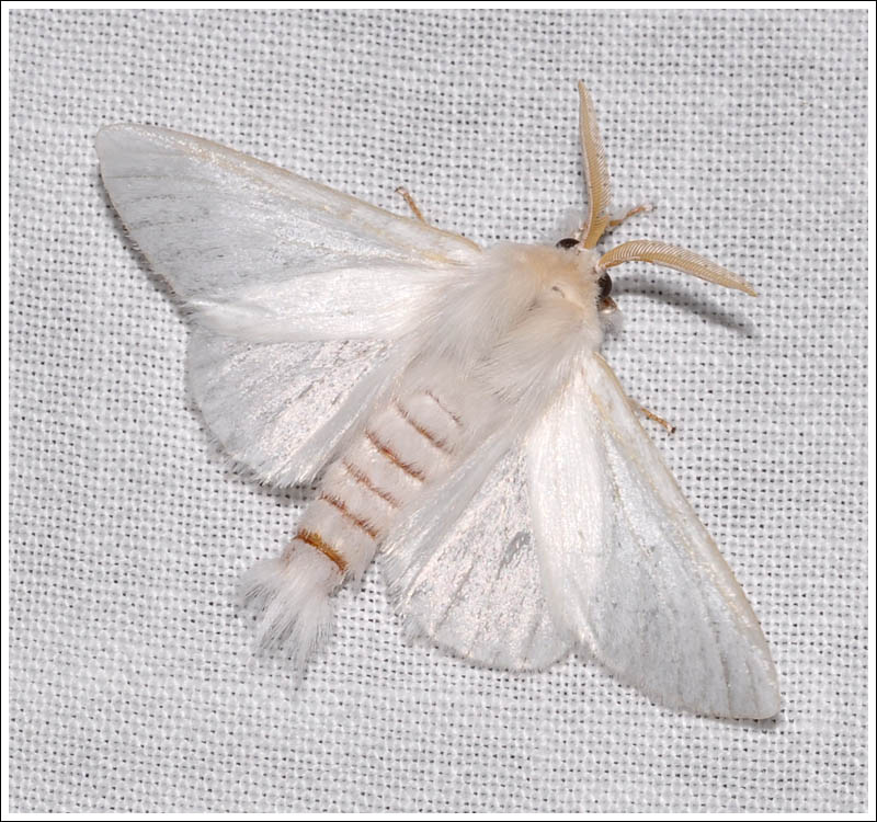 Trichiocercus sparshallii
Notodontidae.
Male.

