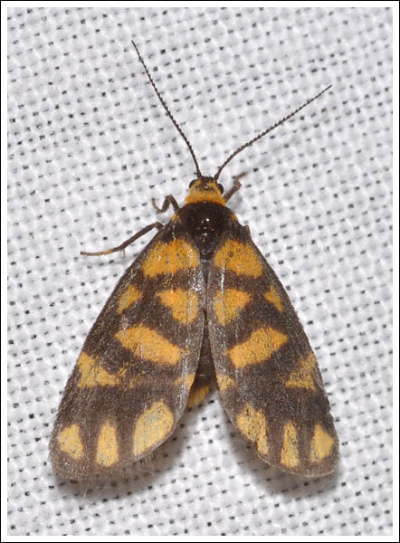 Asura lydia.
Arctiidae,
Lithosiinae.
